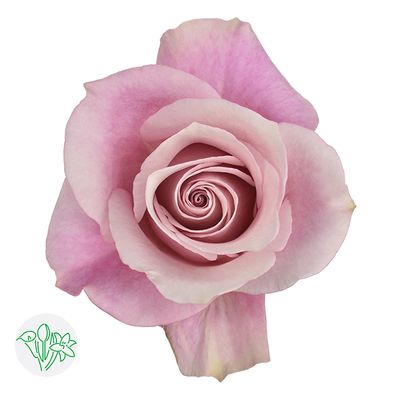 Rose - Secret Garden 60cm