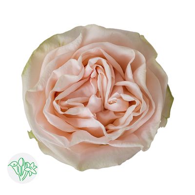 Rose - Garden Spirit 50cm