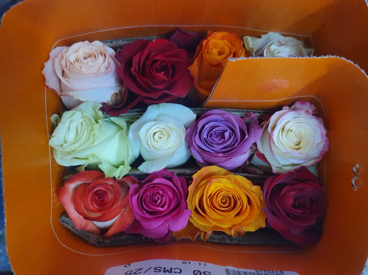 Farm Assorted Roses 50cm