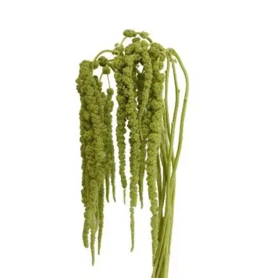 Amaranthus Hanging - Green 60cm