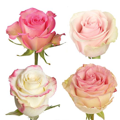 Farm Assorted Pink Roses 50cm