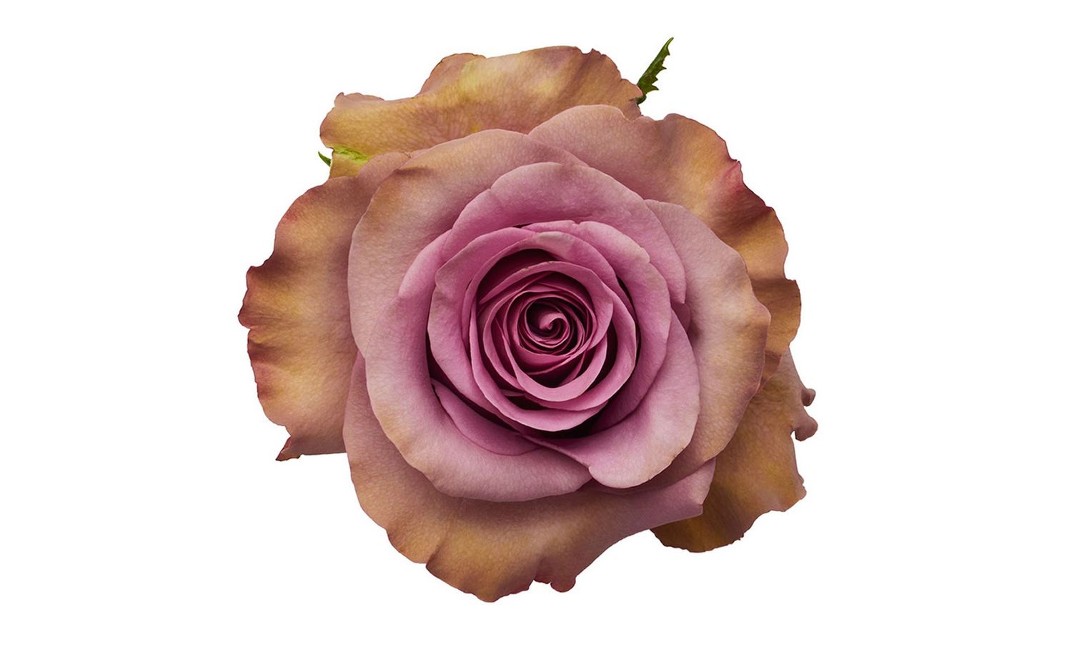Rose- Govinda 50cm