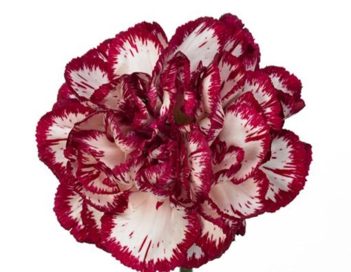 Large Carnation- Bacarat