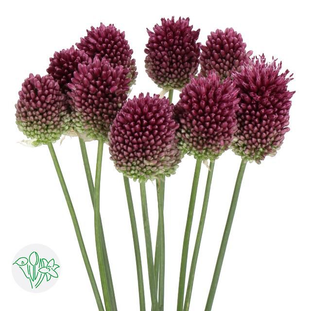 Allium- Bullit 65cm- 3cm Ø
