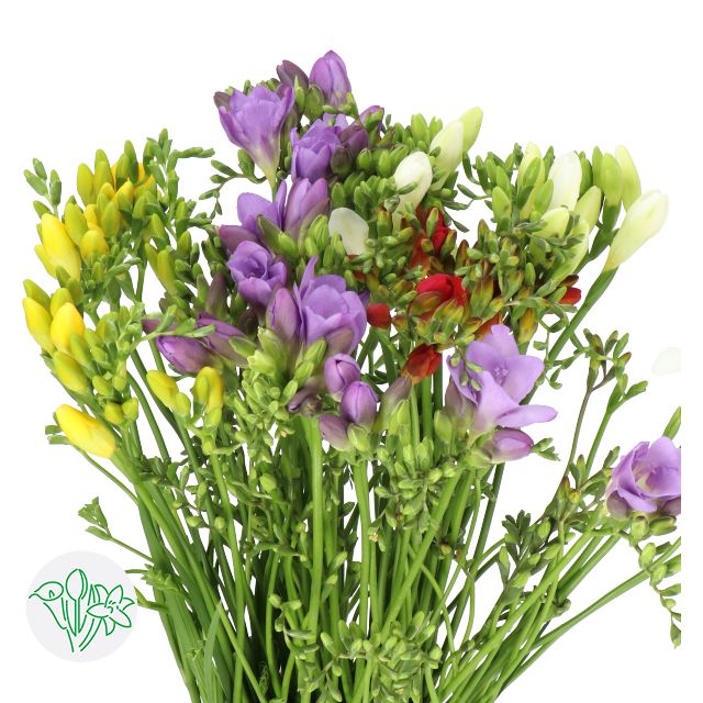 Freesia- Mixed 50cm