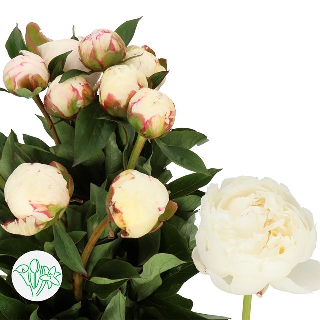 Peony- Mary E Nicholls 55cm