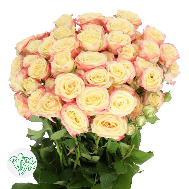 Spray Rose 40cm 4+ Candelicious