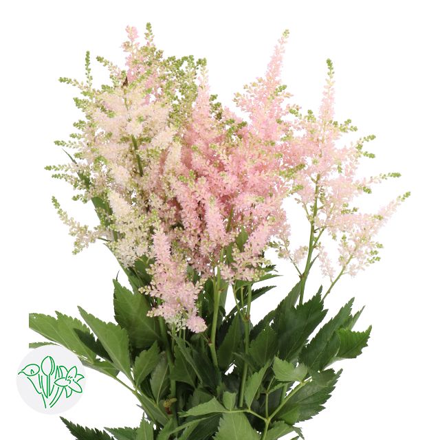 Astilbe- Europa 70cm