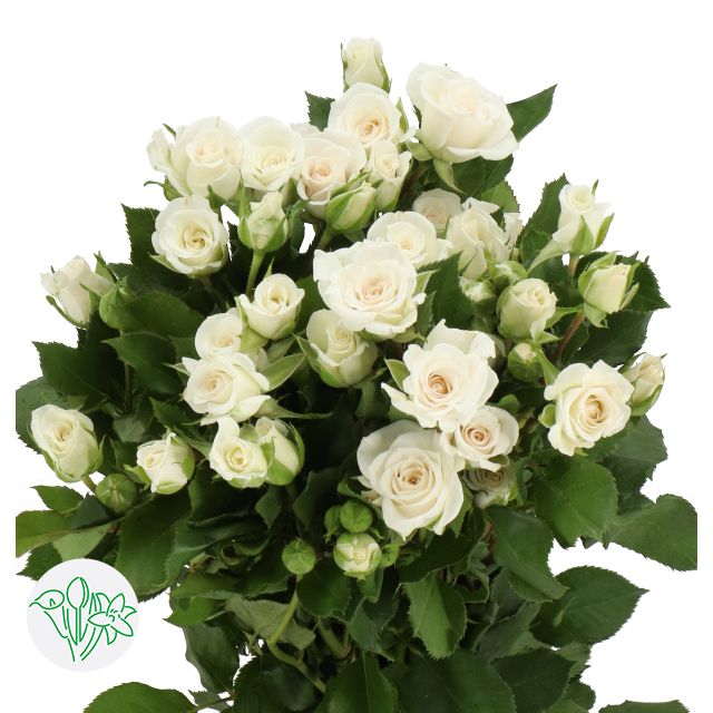 Spray Rose 40cm 4+ Jeanine