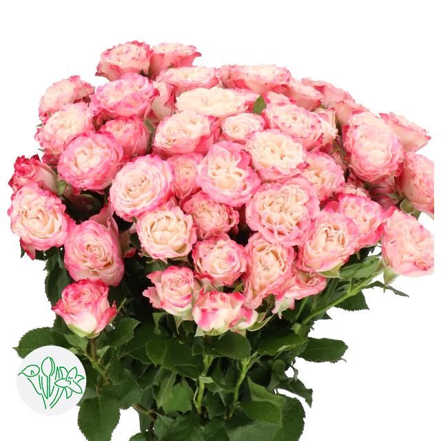 Spray Rose 40cm 4+ Blushing Flow
