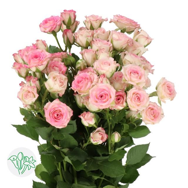 Spray Rose 50cm 5+ Creamy Twister