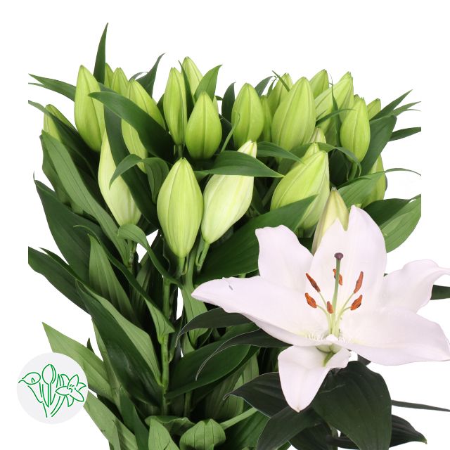 Oriental Lily Severn 85cm
