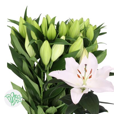 Oriental Lily Severn 85cm