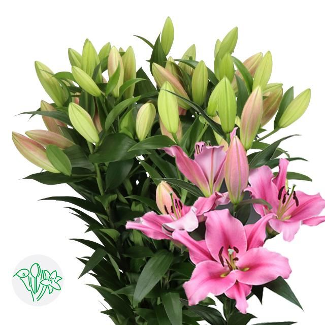 Oriental Lily Trocadero 90cm