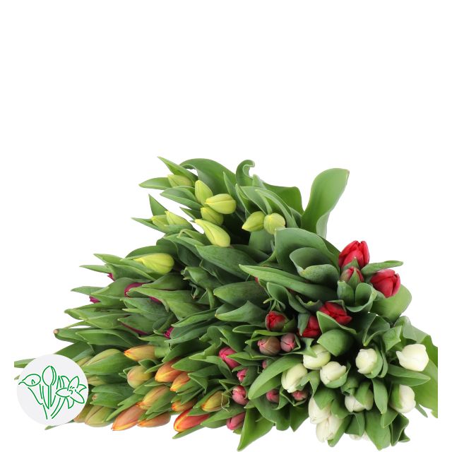 Tulips Assorted- 37cm, 300g