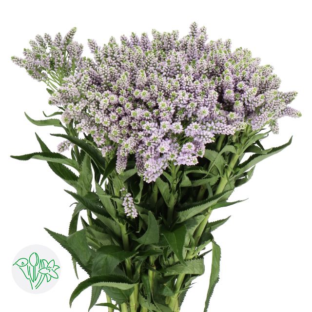 Veronica Smart Splash 40cm -Purple