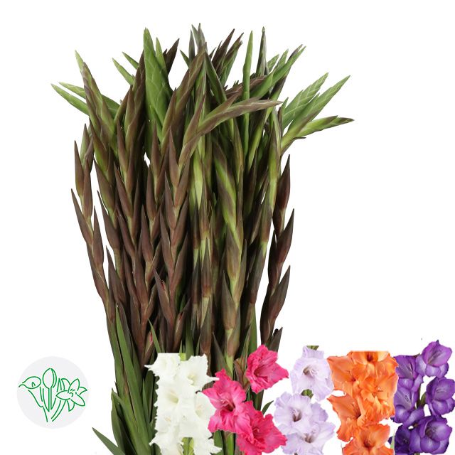 Gladiolus Assorted 100cm