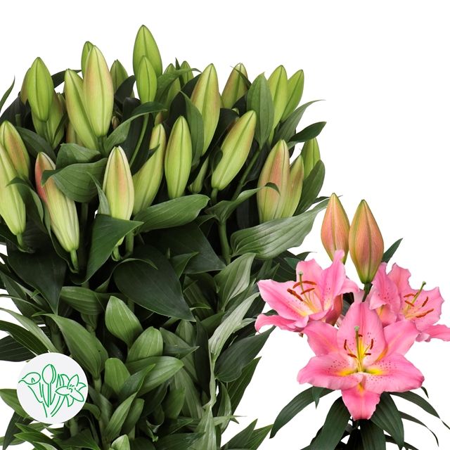 Oriental Lily Passionne 80cm