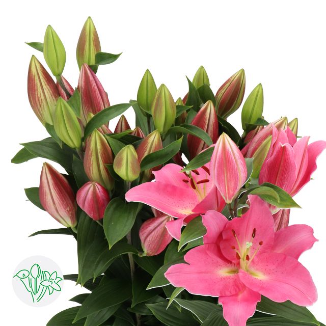 Oriental Lily Monceau 80cm