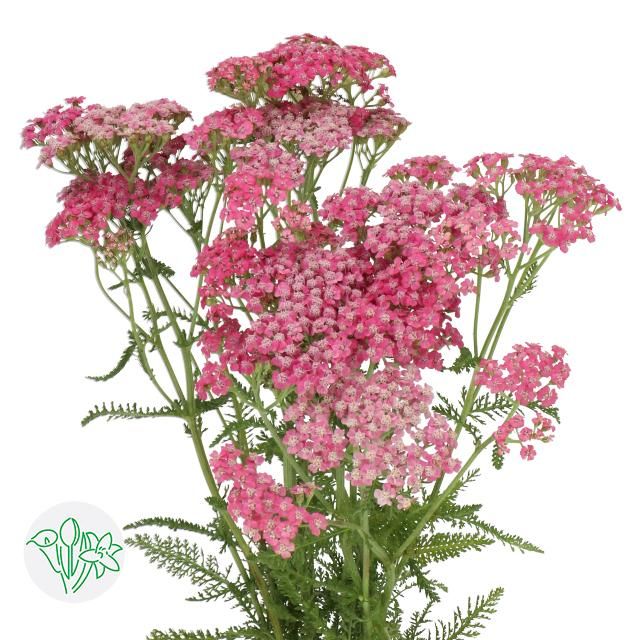 Achillea Bianca Classic 55cm