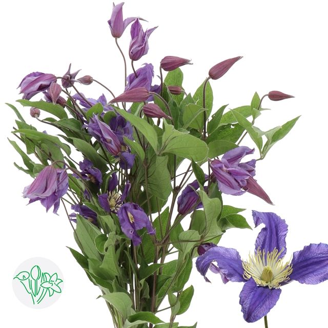 Clematis Blue Pirouette 50cm