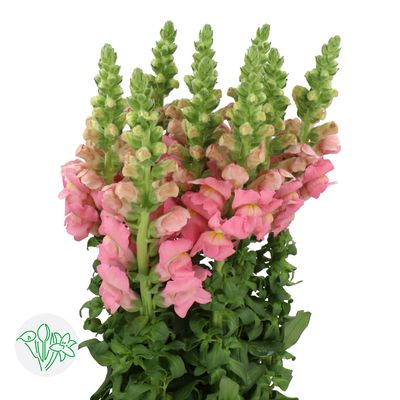 Snapdragon Opus Pink 70cm