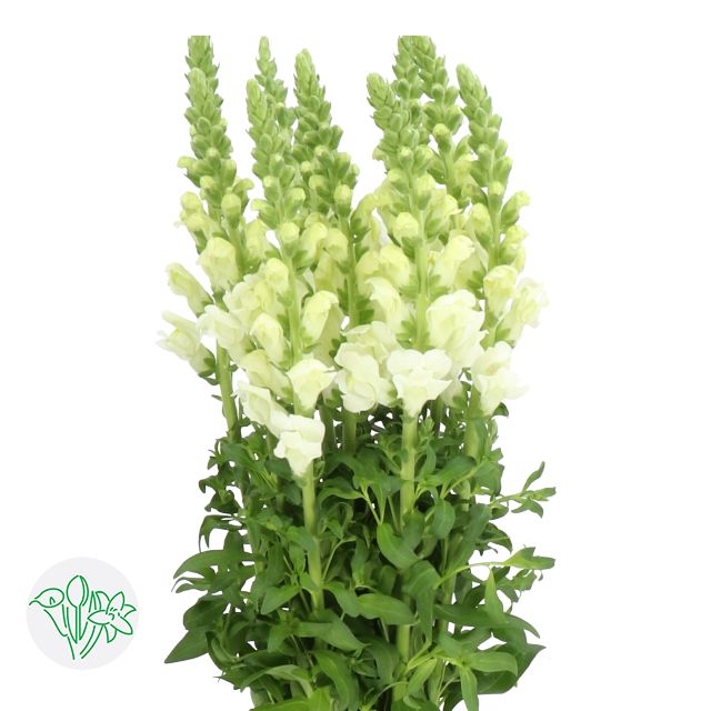 Snapdragon Potomac Ivory White 80cm