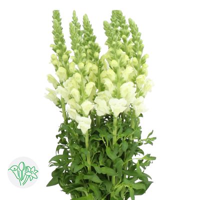 Snapdragon Potomac Ivory White 80cm