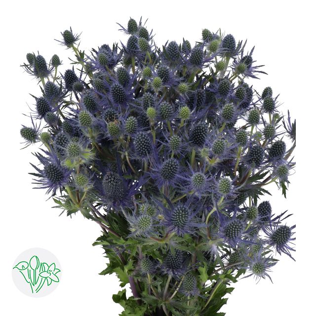 Eryngium Mag Blue Lagoon 40cm