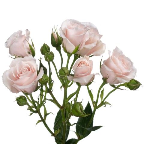 Spray Rose 50cm- Champagne Majolika