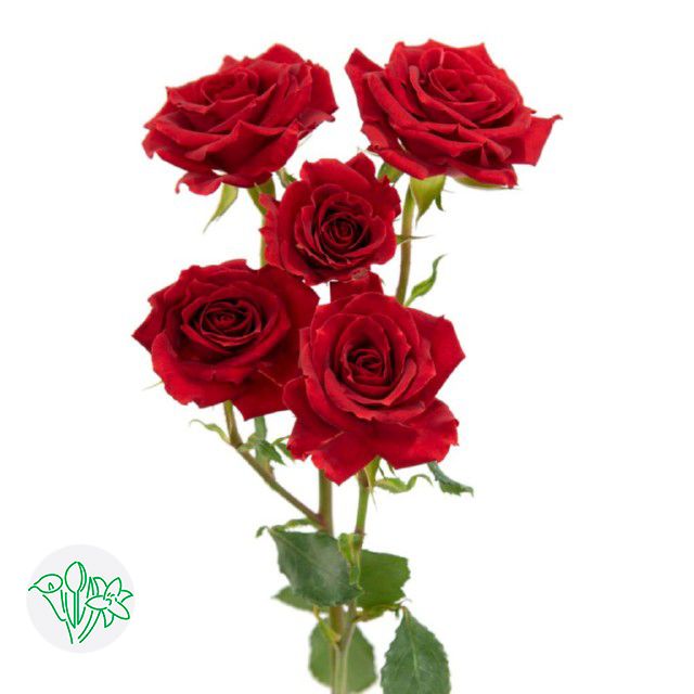 Spray Rose- Red Mikado 50cm
