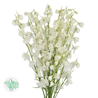 Delphinium 80cm White