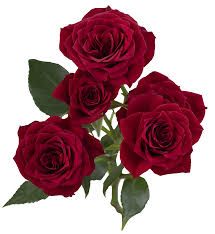 Spray Rose- Hot Desire 50cm