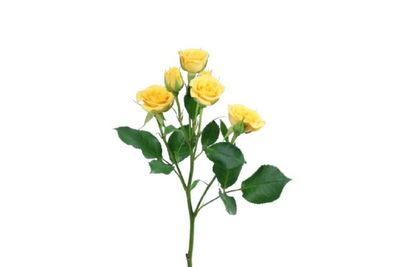 Spray Rose- Suncity 50cm