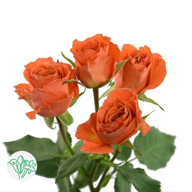 Spray Roses 50cm -Simba