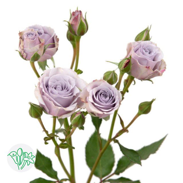 Spray Rose- Silver Mikado 50cm