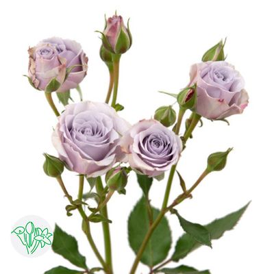 Spray Rose- Silver Mikado 50cm