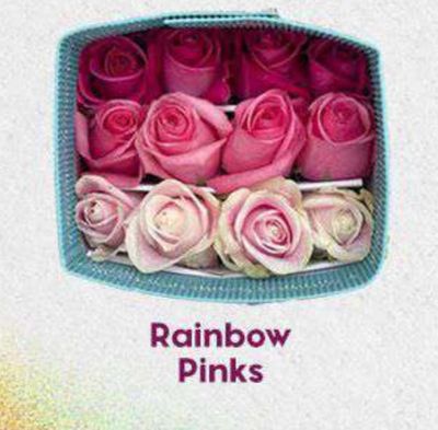 Farm Assorted Pink Roses 50cm