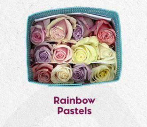 Farm Assorted Pastels Roses 50cm