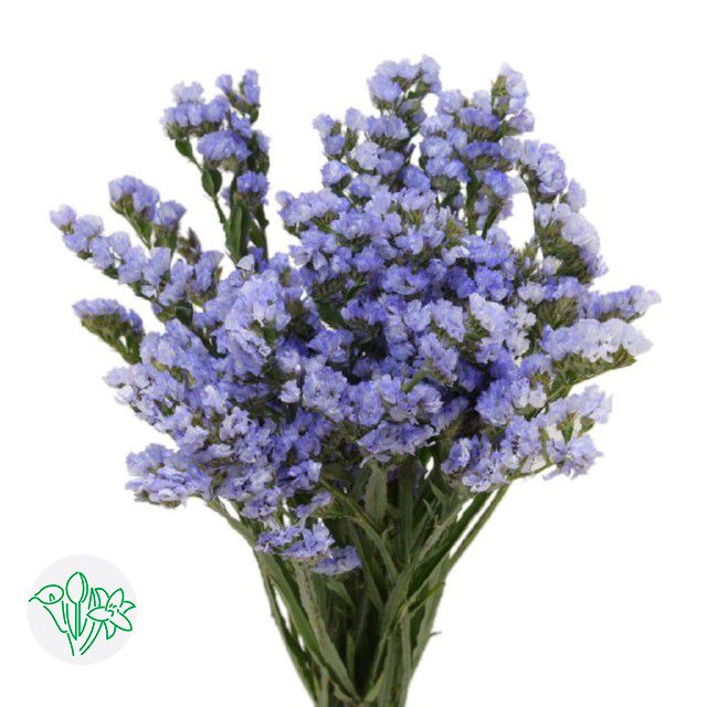 Statice 60cm - Lavender