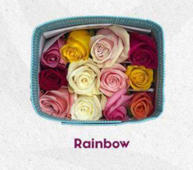 Farm Assorted Roses 50cm