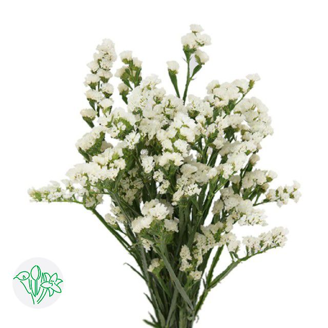 Statice 60cm -White