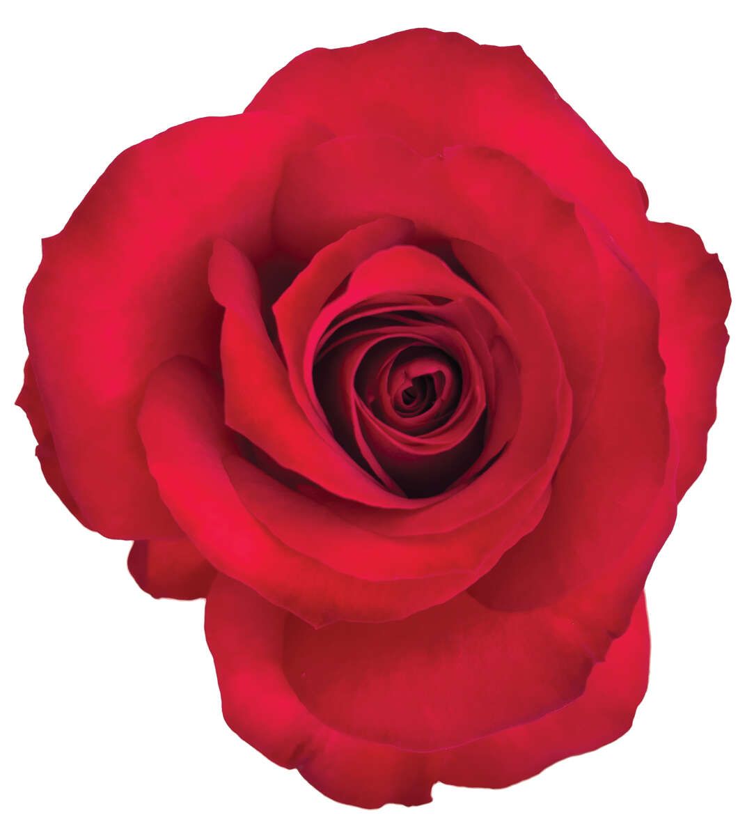 Rose 50cm - French Kiss
