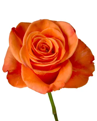 Rose 50cm - Carnelian