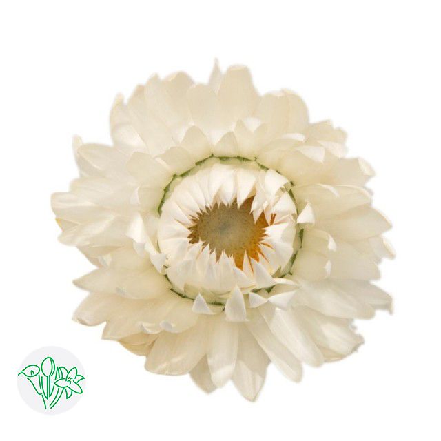 Helichrysum 60cm- White