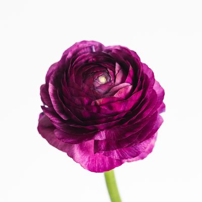 Ranunculus 40cm - Malva (Purple)