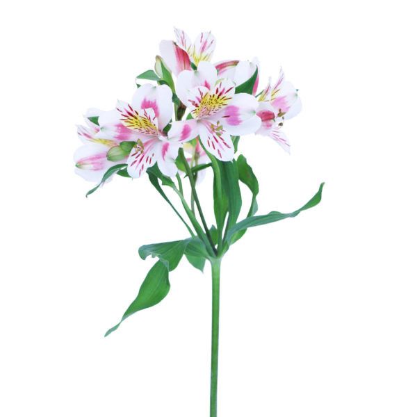 Alstromeria - Pink/White 60cm