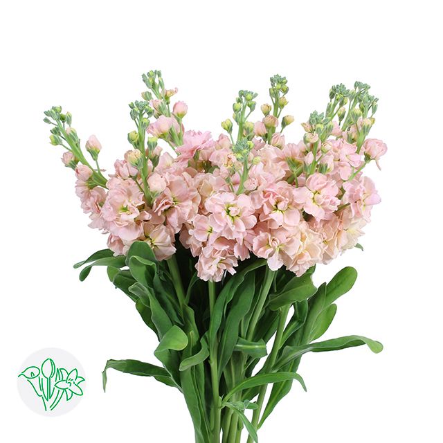 Stock 70cm- Peach