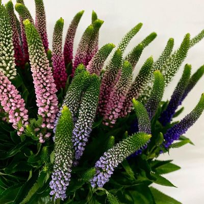 Filler Flowers