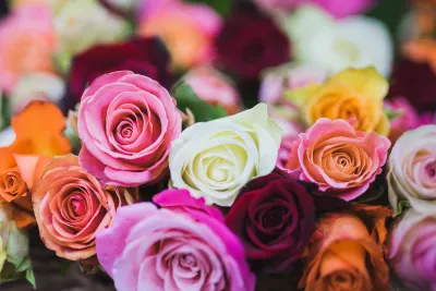 Roses